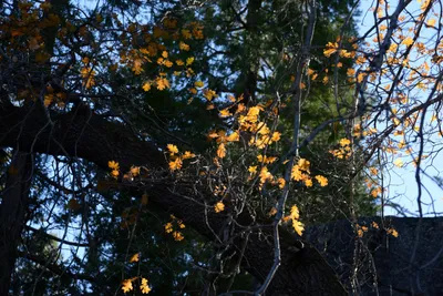 DSC_5085 (Large).JPG